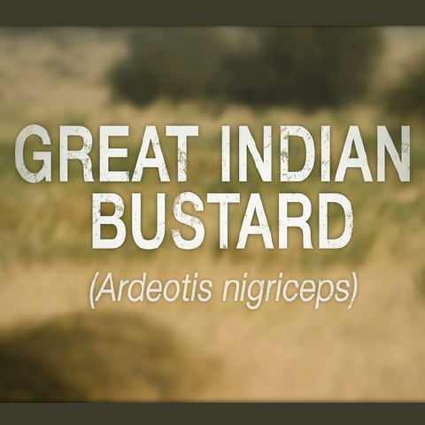 On the Brink - Great Indian Bustard